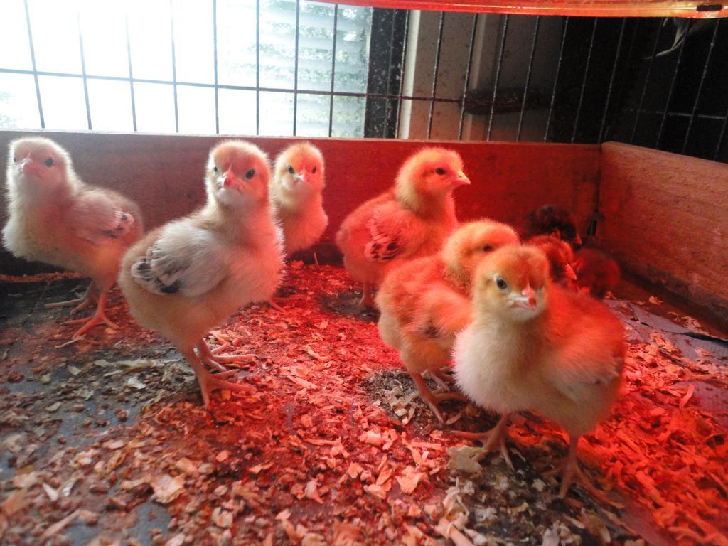 Willow Court Farm The Lodge & Petting Farm, 8 Mins From Legoland & Windsor, 15 Mins From Lapland Uk Zewnętrze zdjęcie