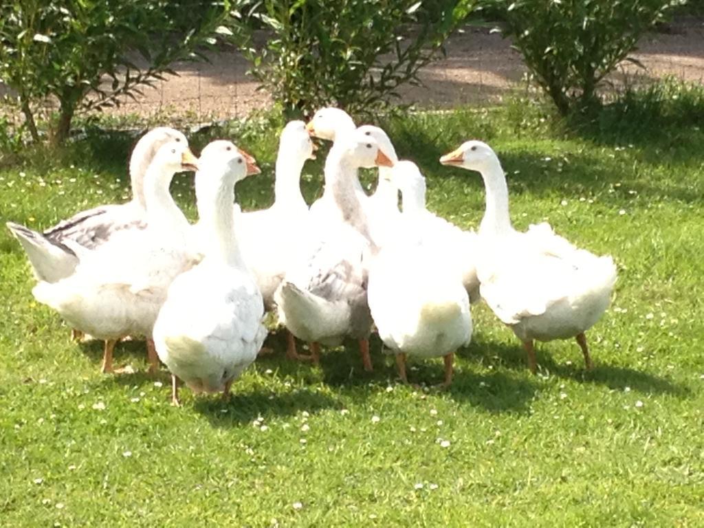 Willow Court Farm The Lodge & Petting Farm, 8 Mins From Legoland & Windsor, 15 Mins From Lapland Uk Zewnętrze zdjęcie