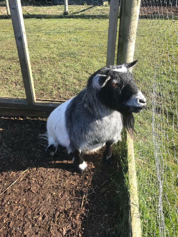 Willow Court Farm The Lodge & Petting Farm, 8 Mins From Legoland & Windsor, 15 Mins From Lapland Uk Zewnętrze zdjęcie