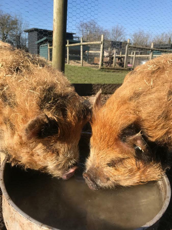 Willow Court Farm The Lodge & Petting Farm, 8 Mins From Legoland & Windsor, 15 Mins From Lapland Uk Zewnętrze zdjęcie