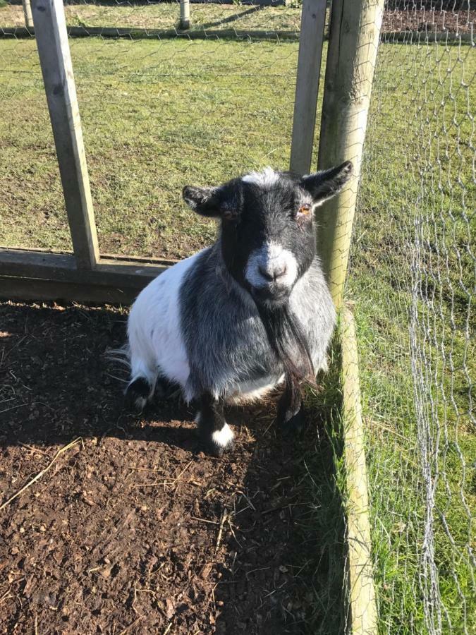 Willow Court Farm The Lodge & Petting Farm, 8 Mins From Legoland & Windsor, 15 Mins From Lapland Uk Zewnętrze zdjęcie